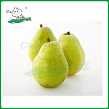 Nouvelle culture ya pear / pear / fresh ya pear